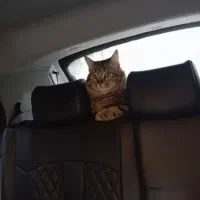 گربه مین کوون|گربه|آزادشهر, |دیوار