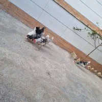 خروس محلی|حیوانات مزرعه|تاکستان, |دیوار