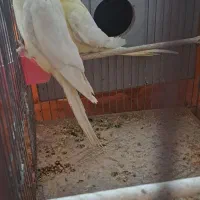 جفت عروس لوتینو