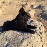 ژرمن بلک کشش کینگ سایز|سگ|مرودشت, کناره|دیوار