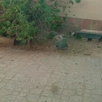 3عدد مرغ شاخدار سالم|حیوانات مزرعه|تربت‌حیدریه, باغ ملی|دیوار