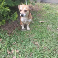 سگ اشپیتز ماده دو ساله|سگ|آمل, |دیوار