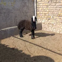 بره قوچ سیاه شال|حیوانات مزرعه|تاکستان, |دیوار