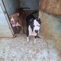 پیت بول نر و ماده دو ساله