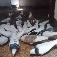 کفتر طوقی سرور|پرنده|بستان آباد, |دیوار