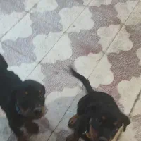 روتوایلر اصل پوزه کوتاه