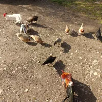 تخم مرغ فونیکس|حیوانات مزرعه|شفت, |دیوار