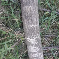 خرید انواع درخت وچوب و هرس|خدمات باغبانی و درختکاری|گلپایگان, |دیوار