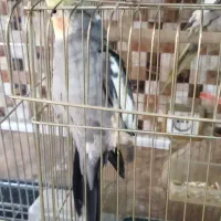 عروس هلندی سخنگو مولد با جوجه قناری نر بخون|پرنده|تهران, جوادیه|دیوار