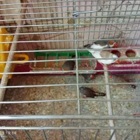 فنچ سرحال و تخم گذار|پرنده|خمینیشهر, |دیوار