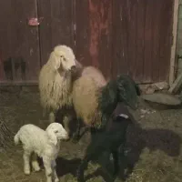 دو راس میش وبره جوان داشتی سه راس بزغاله|حیوانات مزرعه|لنجان, |دیوار