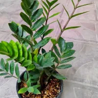 گل و گیاه|گل و گیاه طبیعی|دهدشت, |دیوار