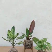 کوکداما و گل و گیاه طبیعی مناسب روز مادر|گل و گیاه طبیعی|برخوار, |دیوار