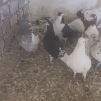 کفتر|پرنده|چناران, |دیوار