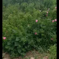 باغ ویلا ۵۰۰۰ متر نزدیک ویلاهای پزشکان در کلاکوب|فروش خانه و ویلا|مشهد, کلاکوب|دیوار