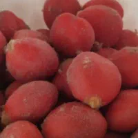 بذرسیکاس وگل سیکاس