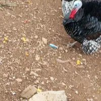 فروش بوقلمون نر محلی سرحال|حیوانات مزرعه|دهدشت, |دیوار