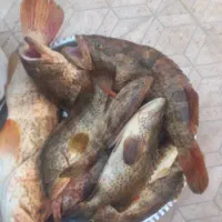 ماماهی  هامور(صید قلاب) کیلو۷۰۰۰۰۰