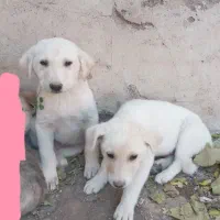 واگذاری  توله  نر