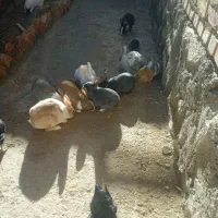 خرگوش|موش و خرگوش|قهستان, |دیوار