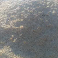 فروش کاه گندم دیم به قیمت مناسب