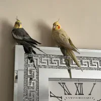 عروس هلندی