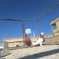 کبوتر رنگی|پرنده|شیراز, شهرک گلستان|دیوار