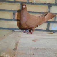 زرد ماده|پرنده|شوشتر, |دیوار