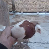 کبوتر|پرنده|مرودشت, ثبت احوال|دیوار