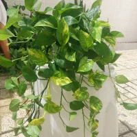 گل طبیعی، گلخونه|گل و گیاه طبیعی|مشهد, کوه سنگی|دیوار