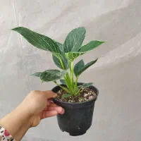 ۷مدل فیلودندرون برکین بلک رشته ای کنگره چماقی|گل و گیاه طبیعی|مرودشت, استادیوم‎|دیوار