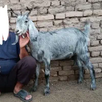 بزغاله ماده،قیر،مخصوص داشتی،از بهترین نسل