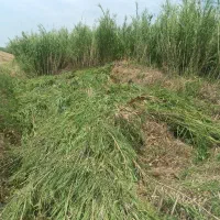 کارگر ساده ، خانواده برای برش نی