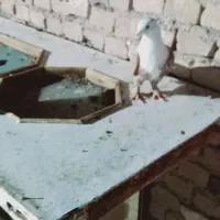 کبوتر کله سفید