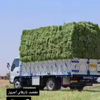 علوفه یونجه