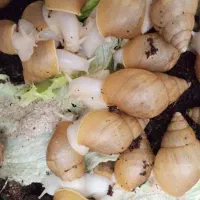 حلزون آلبینو هفت سانتی درجه یک