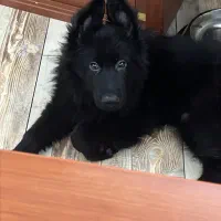 سگ جرمن شپرد