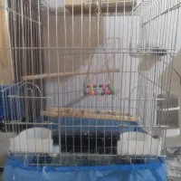 دوتا عروس هلندی ۶ عدد مرغ عشق و یه دونه مرغ مینا|پرنده|تهران, شهرک ابوذر|دیوار