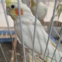 عروس هلندی نر و ماده یک میلیون 600