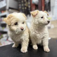 پاپی پشمالو