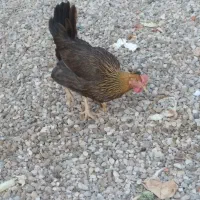 مرغ سرحال چاق و چله|حیوانات مزرعه|بندر ماهشهر, |دیوار