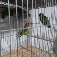 کفتر چینی عروس کوتوله مرغ عشق