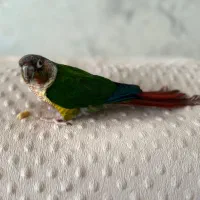 یک جفت طوطی گرین چیک|پرنده|کرج, آق تپه|دیوار