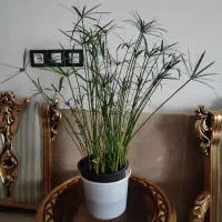 برگ انجیری نخل مرداب سانسوریا آلئورا شاخ بزی گل یخ|گل و گیاه طبیعی|مشهد, مصلی (کارمندان اول)|دیوار