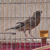 قناری سبز سوخته|پرنده|ماهان, |دیوار