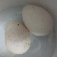 تخم بوقلمون نطفه دار