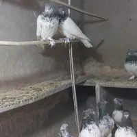 کبوتر فروشی