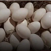 فروش تخم غاز