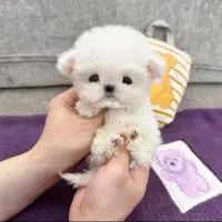 سگ مالتیز اصل