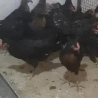 خروس و مرغ برای قربانی